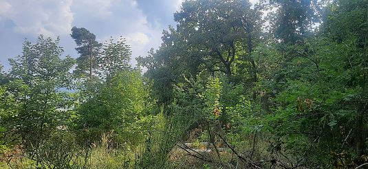 Přírodě blízké lesy se vyznačují přirozenou obnovou, kde se vyskytují různě staré stromy
Foto: Nature.cz