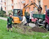 Výsadba nové aleje v Karlické ulici, 16.4.2018