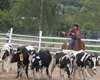 Velké radotínské rodeo o senátorský pohár, 20.5.2017