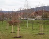 Sázení 56 nových stromů v Radotíně, jaro 2021