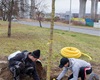 Sázení nových stromů - pod viaduktem, 19.11.2021